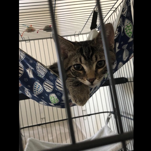 NEW Comfortable Hanging Adjustable Pet Hammock Bed for Cats/Small Dogs/Rabbits - Picture 11 of 13